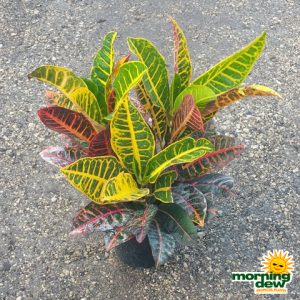 Croton Petra 6 in
