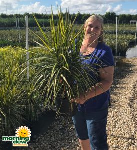 Dracaena Marginata Kiwi 10 in