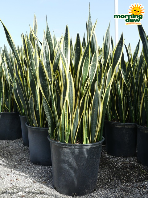 Sansevieria Black Limon 14 in