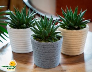 LiveTrends Hygge with Succulents 5 in