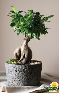 LiveTrends Serenity 6 in