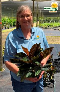 Aglaonema Chocolate 6 in