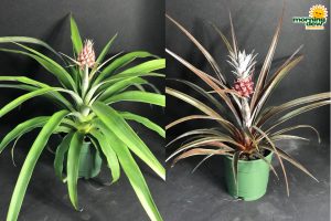 Fruit Pineapple 5 in