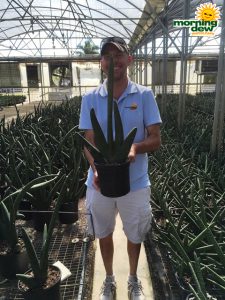 Sansevieria Omake 8 in