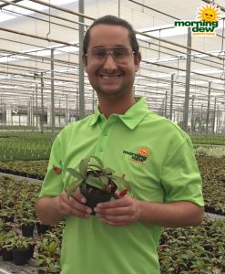 Carnivorous-Nepenthes Lady Luck 4 in