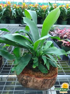 Fern Staghorn Coconut 6 in