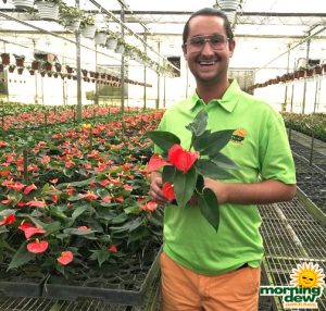 Flowering Anthurium Solara 4 in