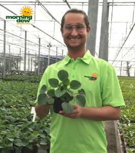 Peperomia Rana Verde 4 in