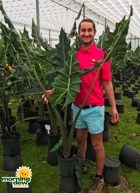 Alocasia Sarian 10 in