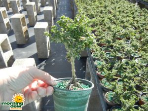 Bonsai Starts Bahama Berry 4 in