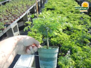 Bonsai Starts Brazilian Raintree 4 in