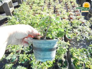 Bonsai Starts Campeche 4 in