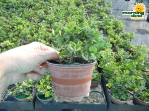 Bonsai Starts Carissa 4 in