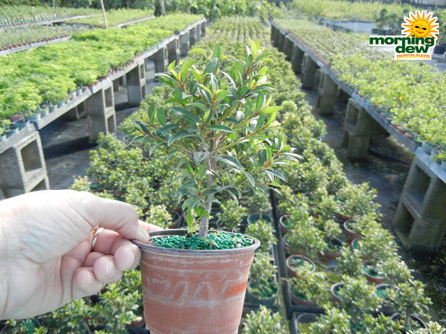 Bonsai Starts Eugenia Globulus 4 in