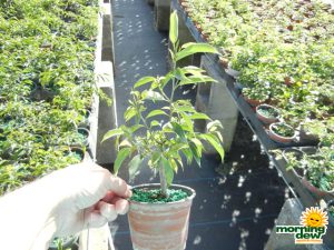 Bonsai Starts Ficus Oriental 4 in