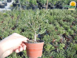 Bonsai Starts Serissa 4 in