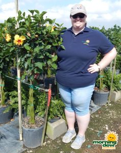 Flowering Hibiscus Braid Yellow 12 in