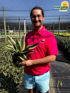 Sansevieria Black Gold Superba 6 in