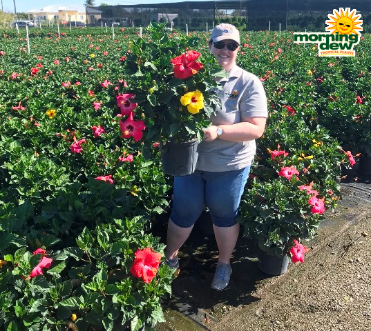 Flowering Hibiscus Bush Multi Color 10 in