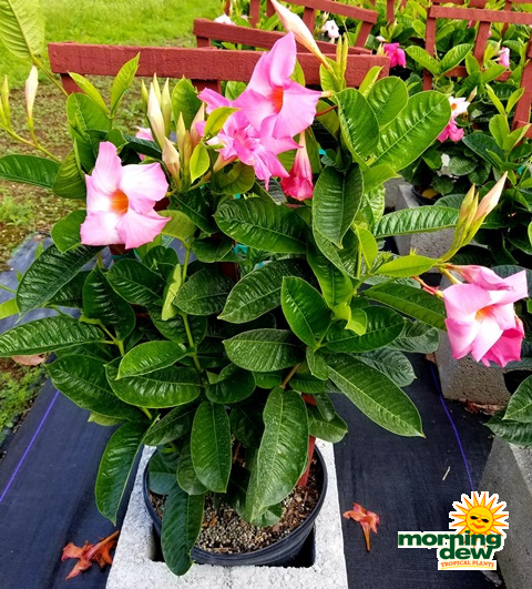 Flowering Mandevilla Pink Dark 10 in