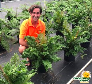 Fern Crested Brazilian Tree 10 in