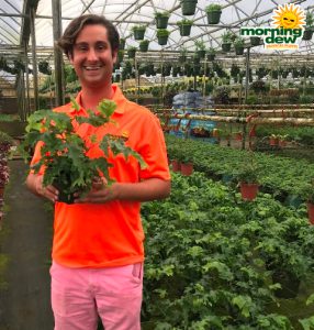 Fern Nicholas Diamond 6 in