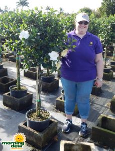 Flowering Gardenia Braid Aimee 14 in