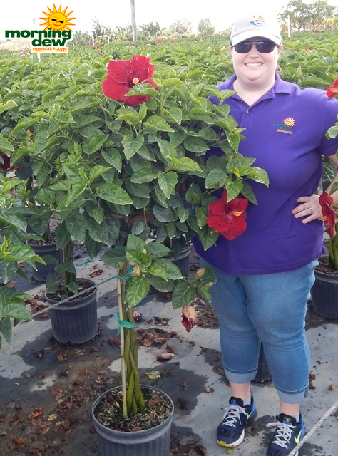 Flowering Hibiscus Braid Red Andrea 12 in