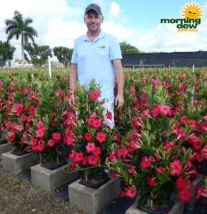 Flowering Mandevilla Pink Raspberry Kiss 10 in