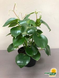 Peperomia Raindrop 6 in