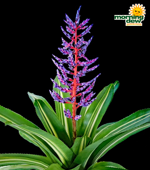 Bromeliad Aechmea Del Cielo 6 in