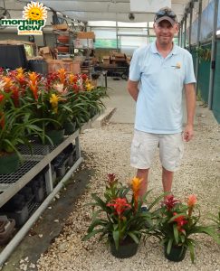 Bromeliad Gardens 8 in & 10 in