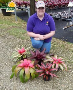 Bromeliad Neoregelia Exotic Assorted 6 in