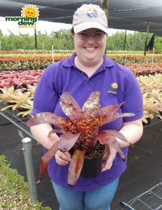 Bromeliad Neoregelia Green Eyes 6 in