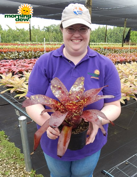 Bromeliad Neoregelia Green Eyes 6 in