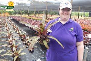 Bromeliad Neoregelia Hanibal Lecter 6 in