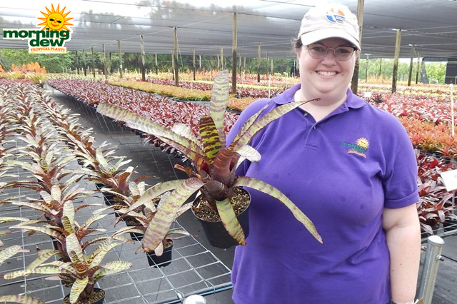 Bromeliad Neoregelia Hanibal Lecter 6 in