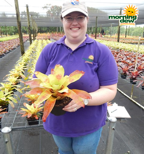 Bromeliad Neoregelia Hawaii 6 in