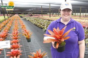 Bromeliad Neoregelia Lambert's Pride 6 in