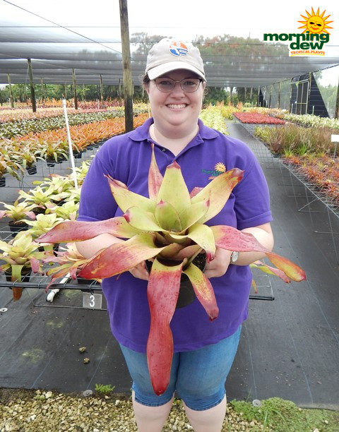 Bromeliad Neoregelia Tossed Salad 6 in