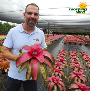 Bromeliad Neoregelia Wolfgang 6 in