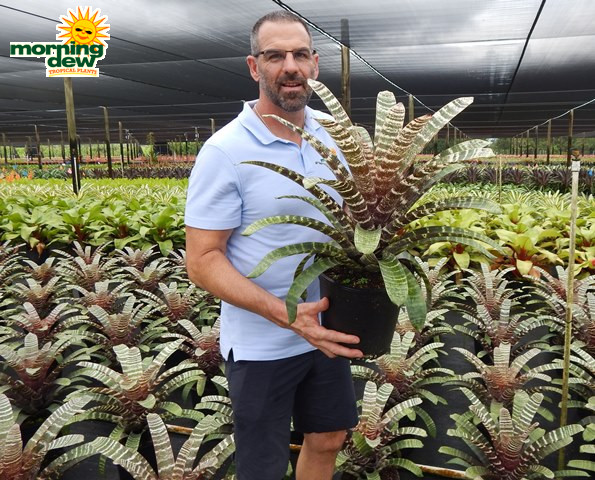 Bromeliad Vriesea Red Chestnut 8 in