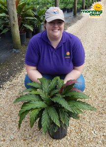 Calathea Rufibarba 8 in