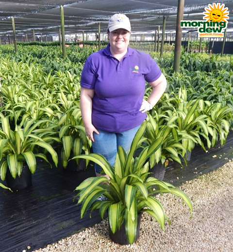 Dracaena Marley 12 in