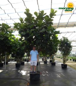 Ficus Lyrata (Pandurata) Std 28 in