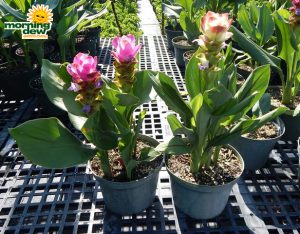 Flowering Curcuma 8 in