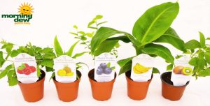 Fruit Assorted Varieties 4 in