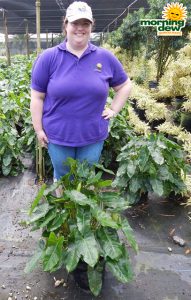 Philodendron Burle Marx 10 in