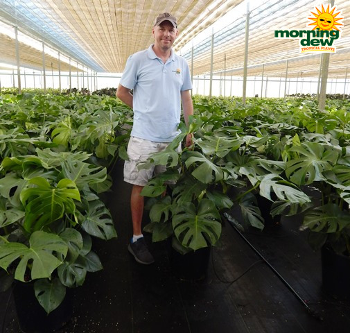 Philodendron Monstera Deliciosa 14 in