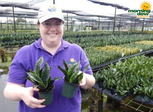 Sansevieria Whitney 4 in